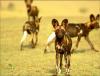Africa Nature Animals (3)
